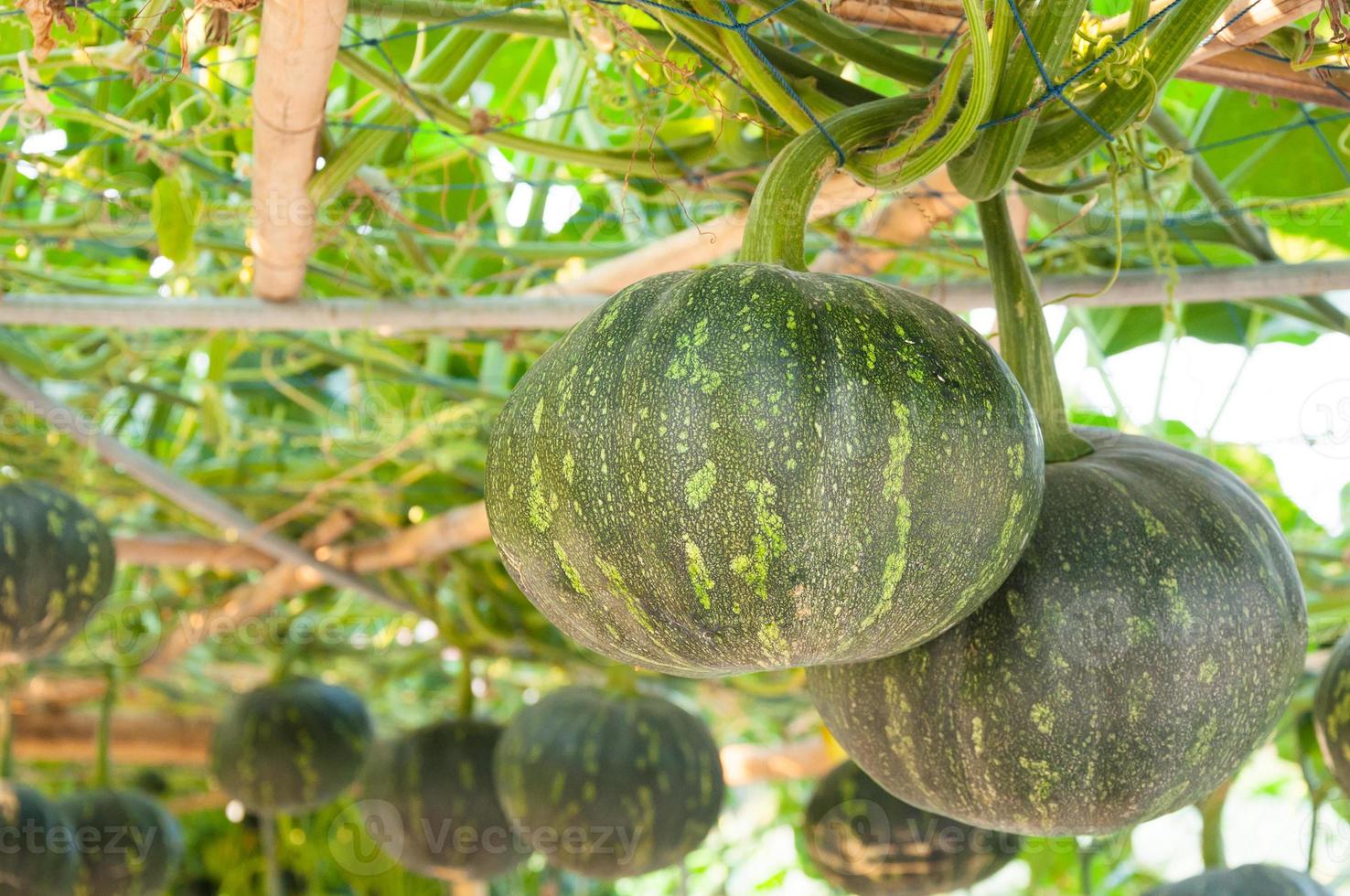 pumpkin in the garden ,Autumn harvest photo