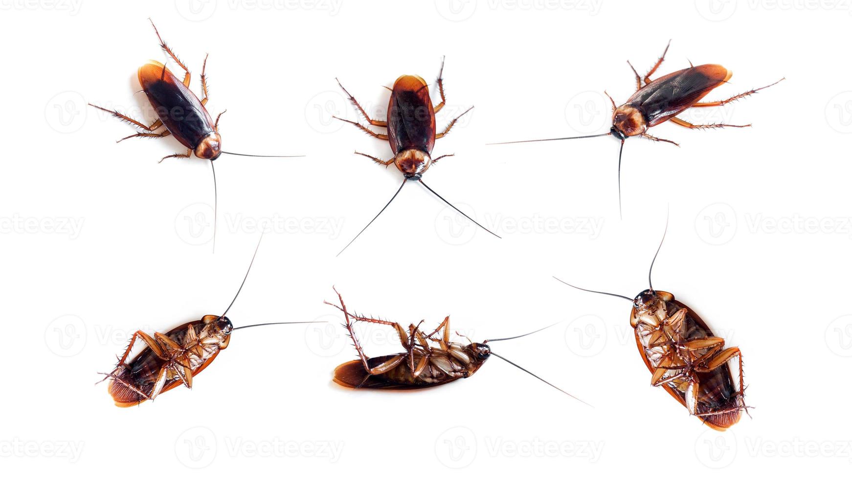 Cockroach of front and back on isolated white background. Cockroach is pest, dirty and disgusting bug. photo