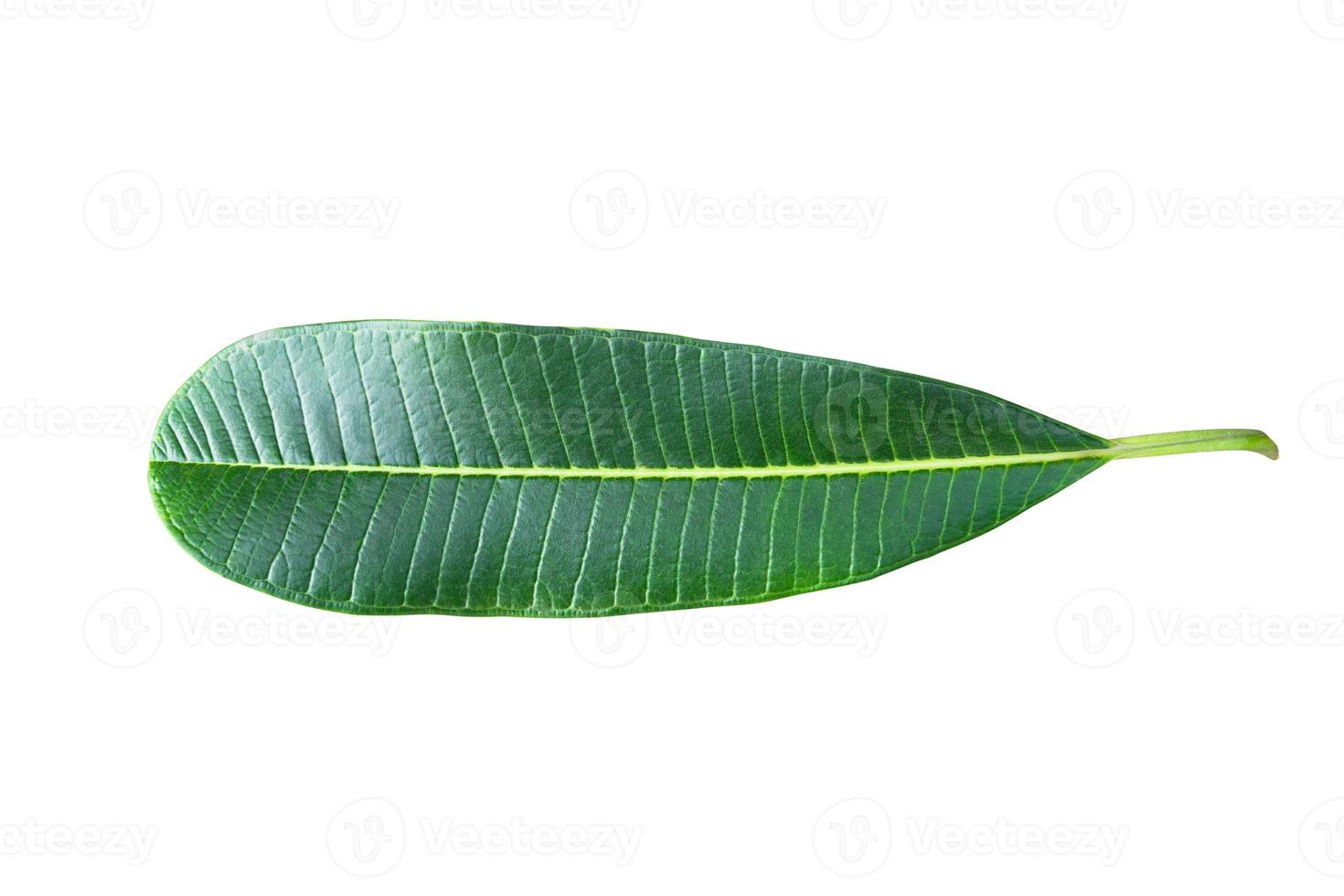 Green plumeria leaf isolated on white background photo