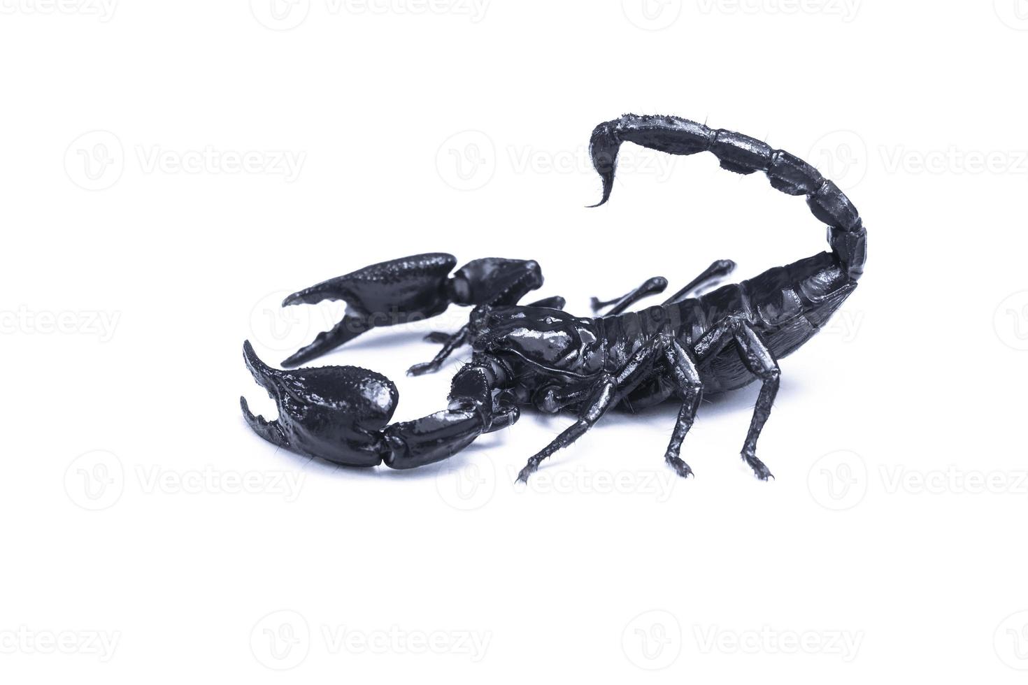 Emperor Scorpion,Pandinus imperator isolated on white background. Insect.poisonous sting at the end of its jointed tail, which it can hold curved over the back.Most kinds live in tropical photo