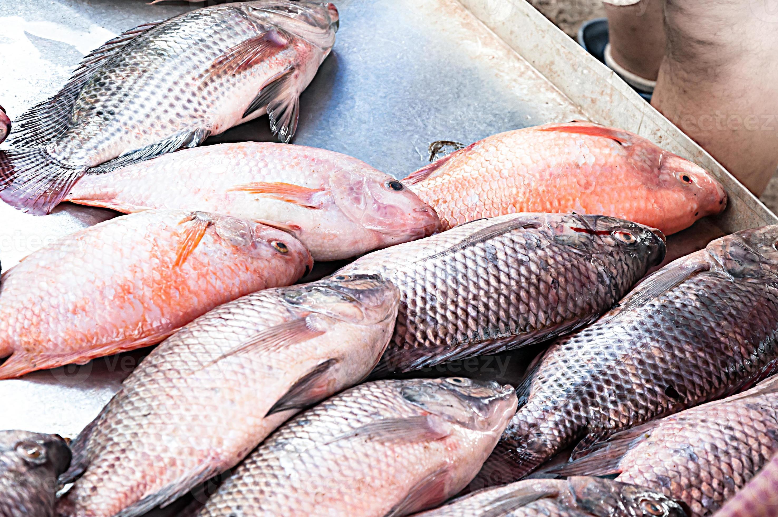 Fresh Tilapia Fish,traditional fish in the market at Asia 19060170
