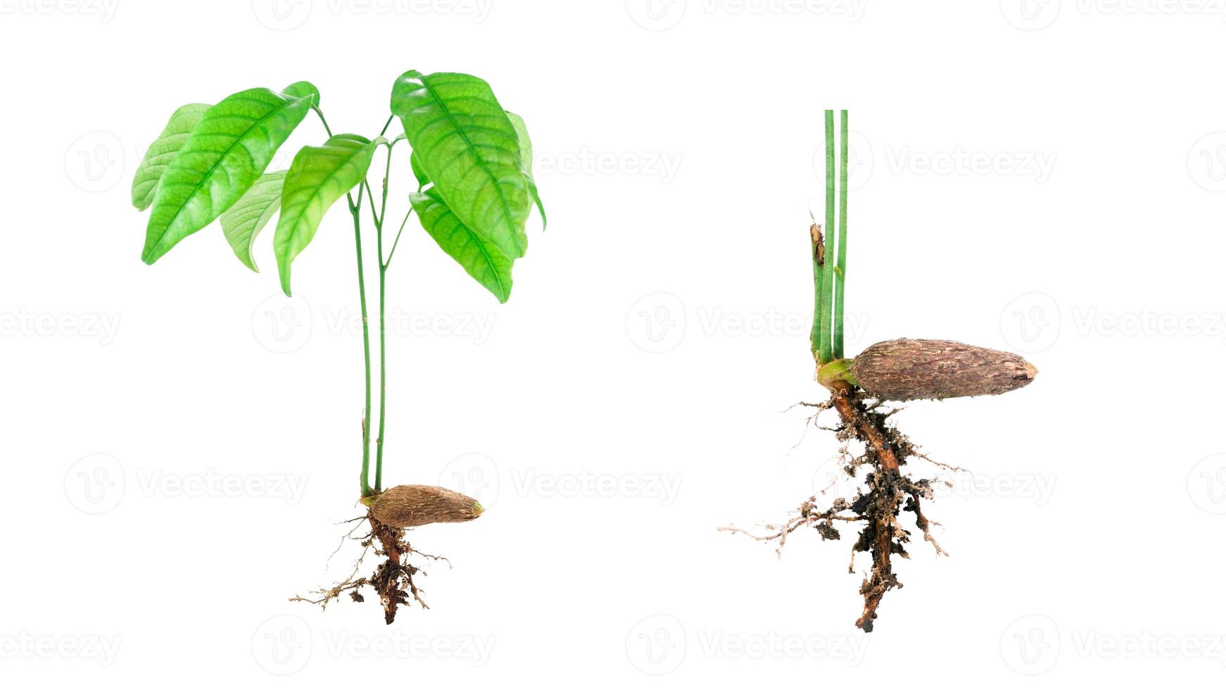 Green sprout growing isolated on white background, baby plant, young seed tree, Sapling and seed isolated on white. photo