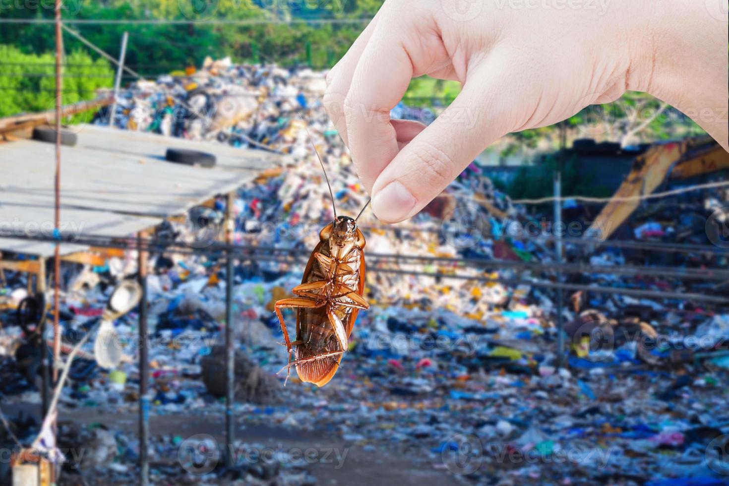 mano sujetando una cucaracha con un gran fondo de desechos de montaña de basura, eliminar cucarachas en la ciudad, cucarachas como portadoras de enfermedades eliminadas la idea es deshacerse de los insectos poner sistemas de protección contra insectos foto