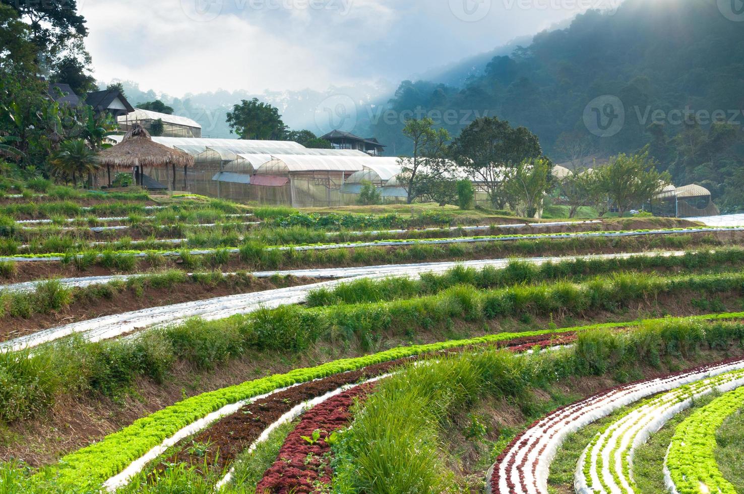 hileras de plantaciones de lechuga fresca y vegetales de agricultura familiar e invernadero en el campo en tailandia foto