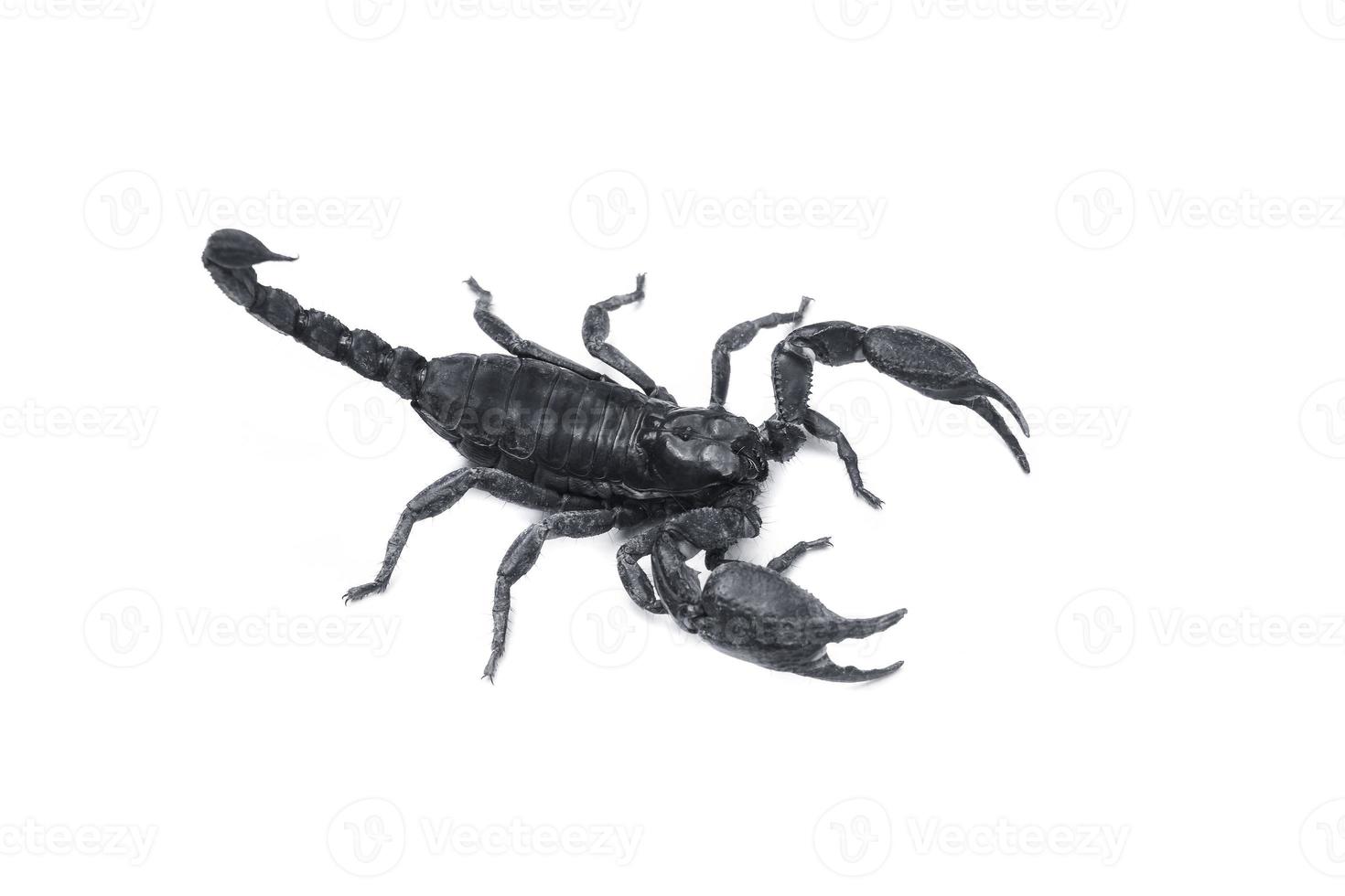 Emperor Scorpion,Pandinus imperator isolated on white background. Insect.poisonous sting at the end of its jointed tail, which it can hold curved over the back.Most kinds live photo