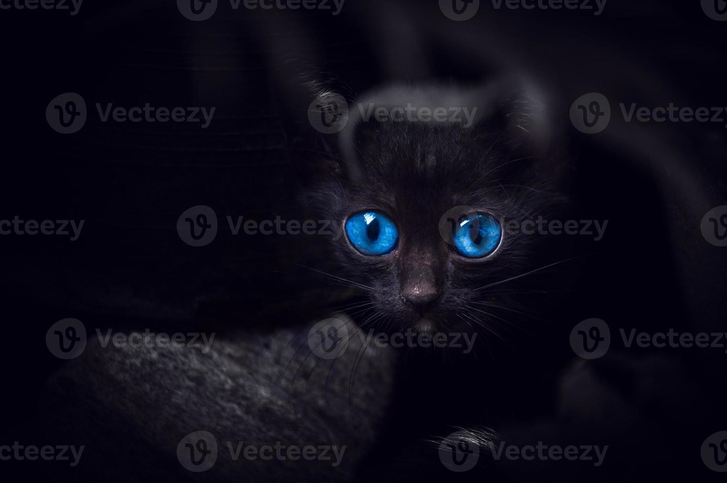Black cat with beautiful blue eyes,Animal portrait Black kitten photo