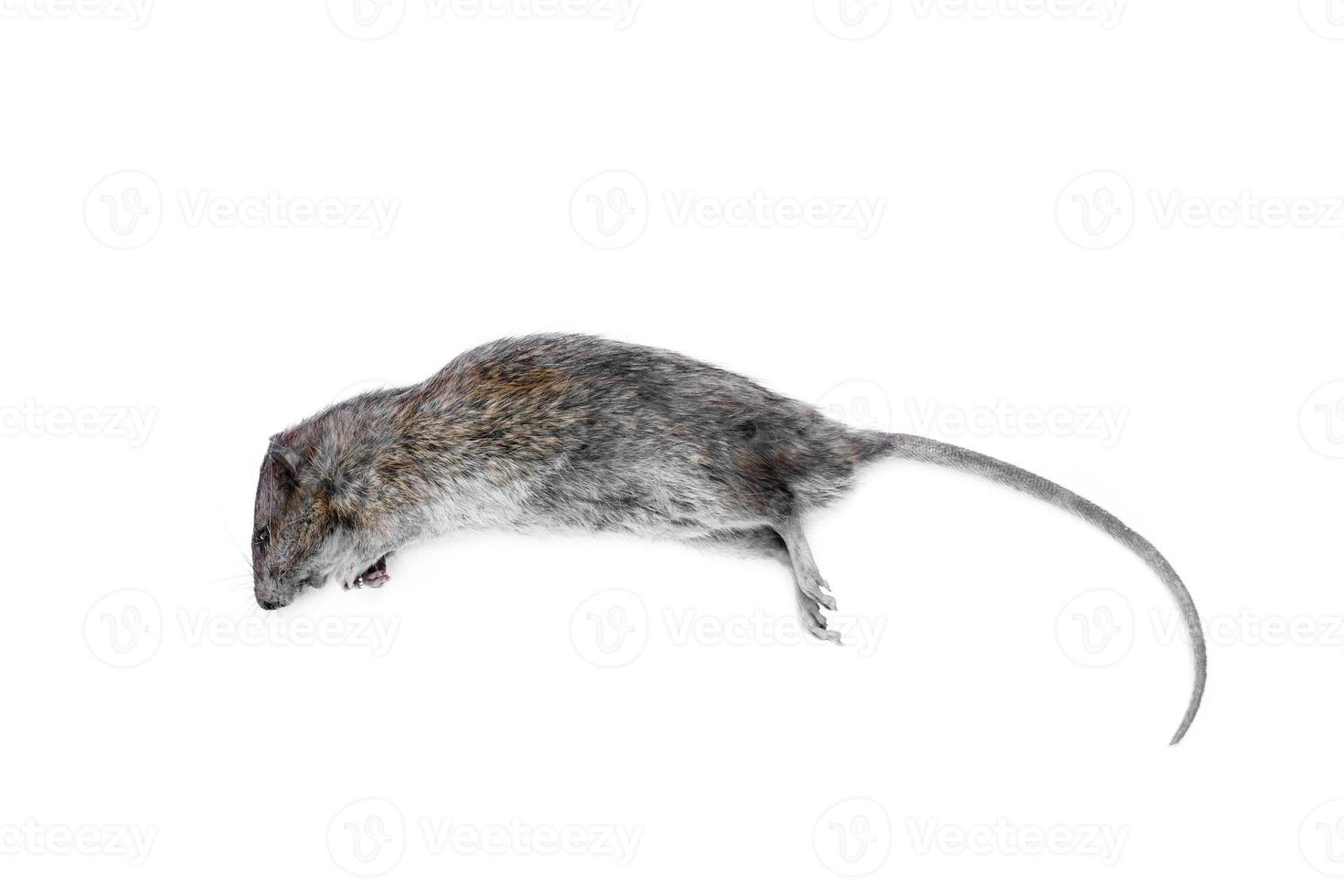 Dead rat  isolated on a white background photo