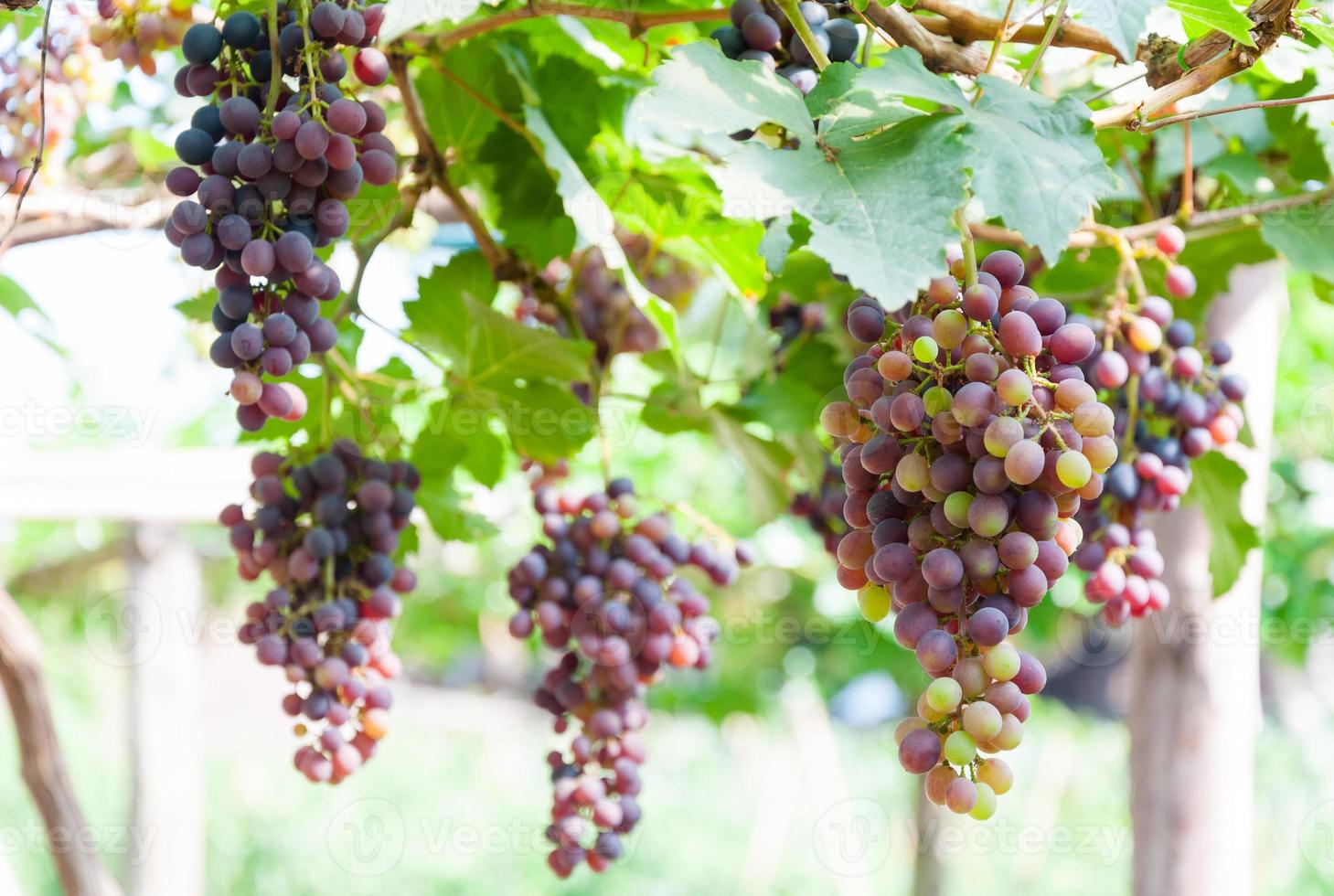 racimos de uvas de vino colgando de la vid con hojas verdes en el jardín foto