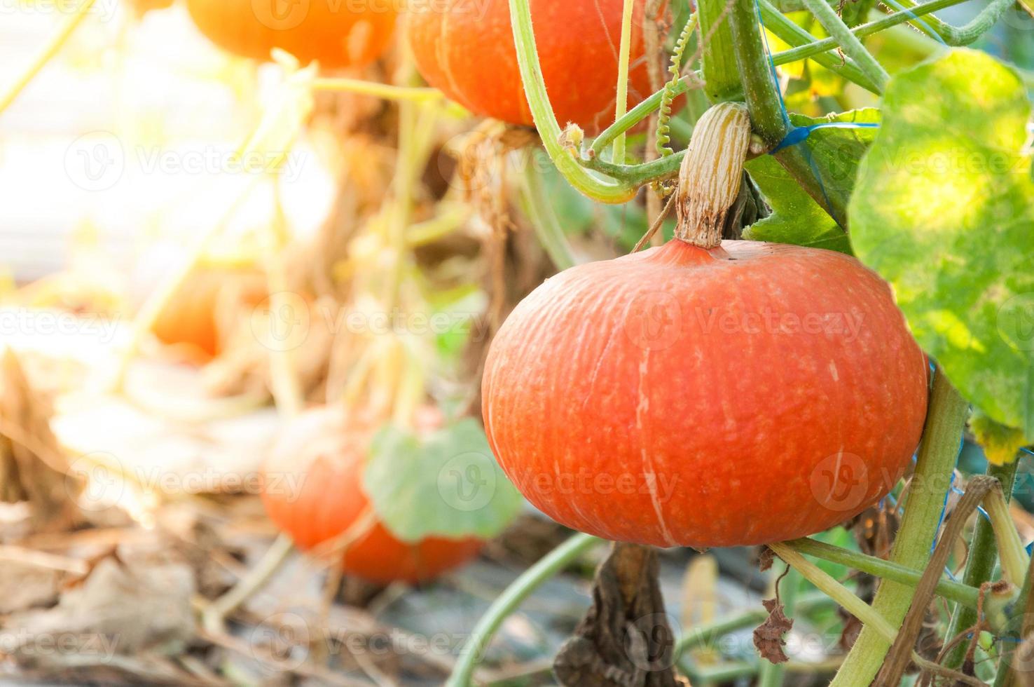 Orange Pumpkin Growing in the Garden,Fresh organic pumpkin in field photo