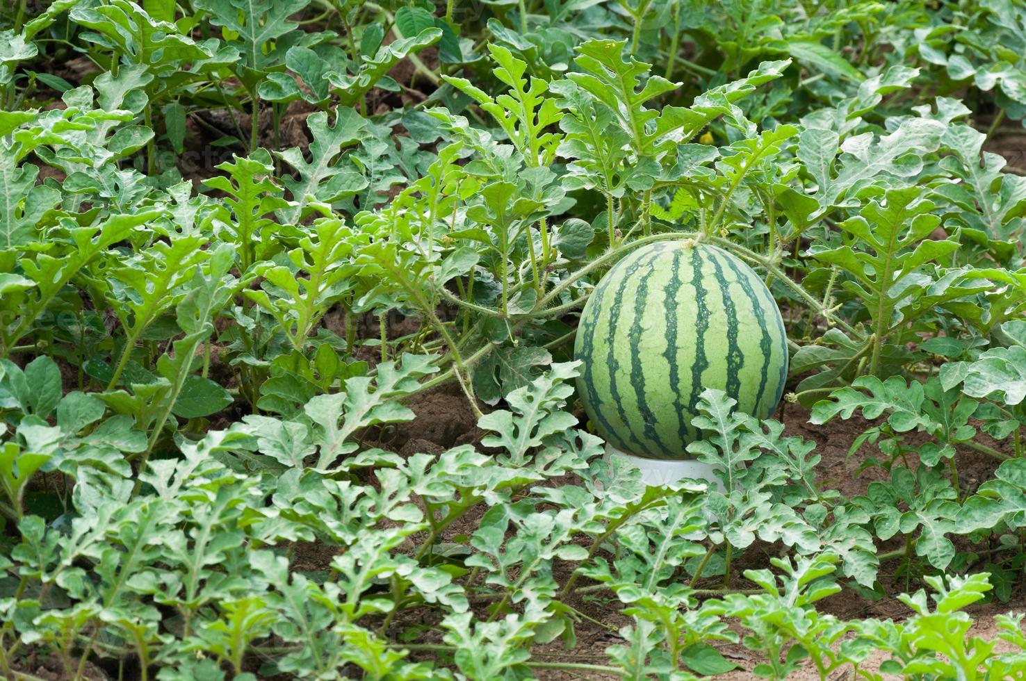 sandía en la plantación de sandía verde en verano, campo de sandía agrícola foto