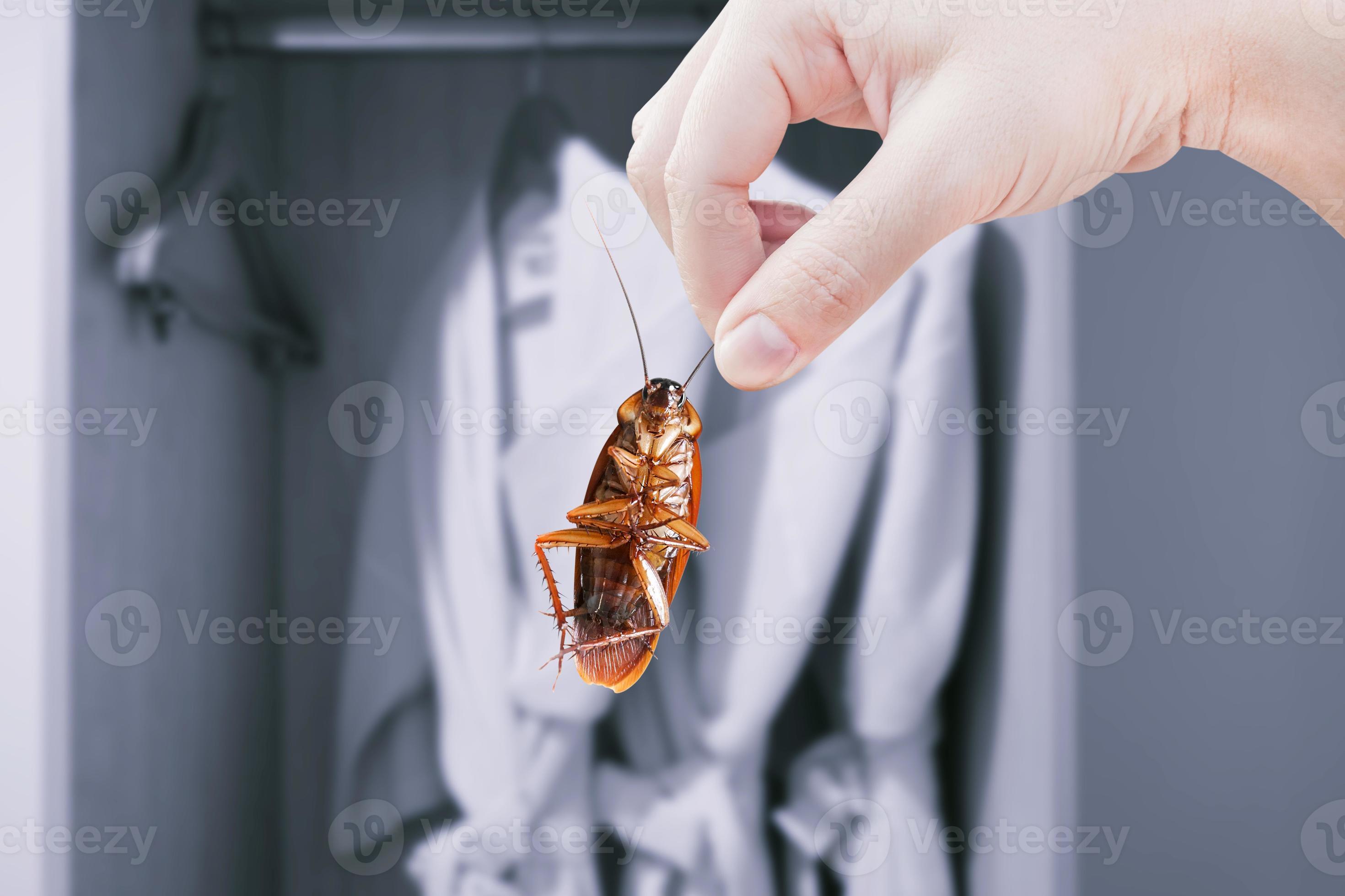 Hand holding cockroach with a wardrobe, pest problem and insect invasion in  the bedroom house background, eliminate cockroach in house, Cockroaches as  carriers of disease 19060294 Stock Photo at Vecteezy