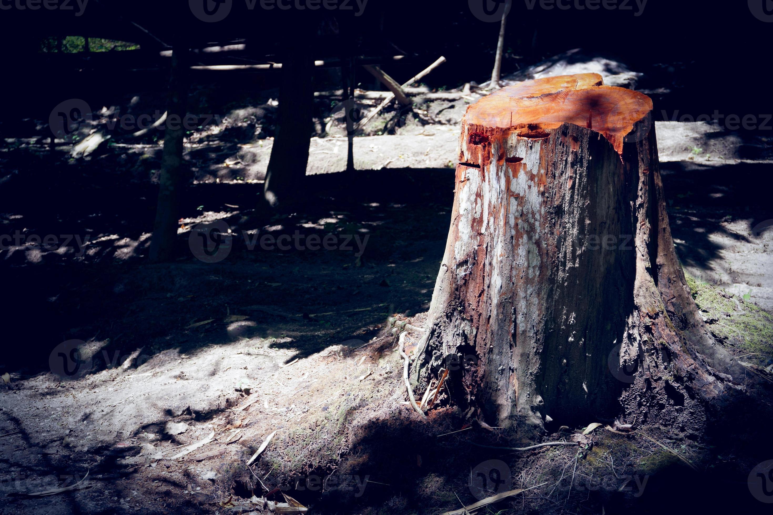 Tree stumps in a clearcut forest field ,Trees being cut down in a