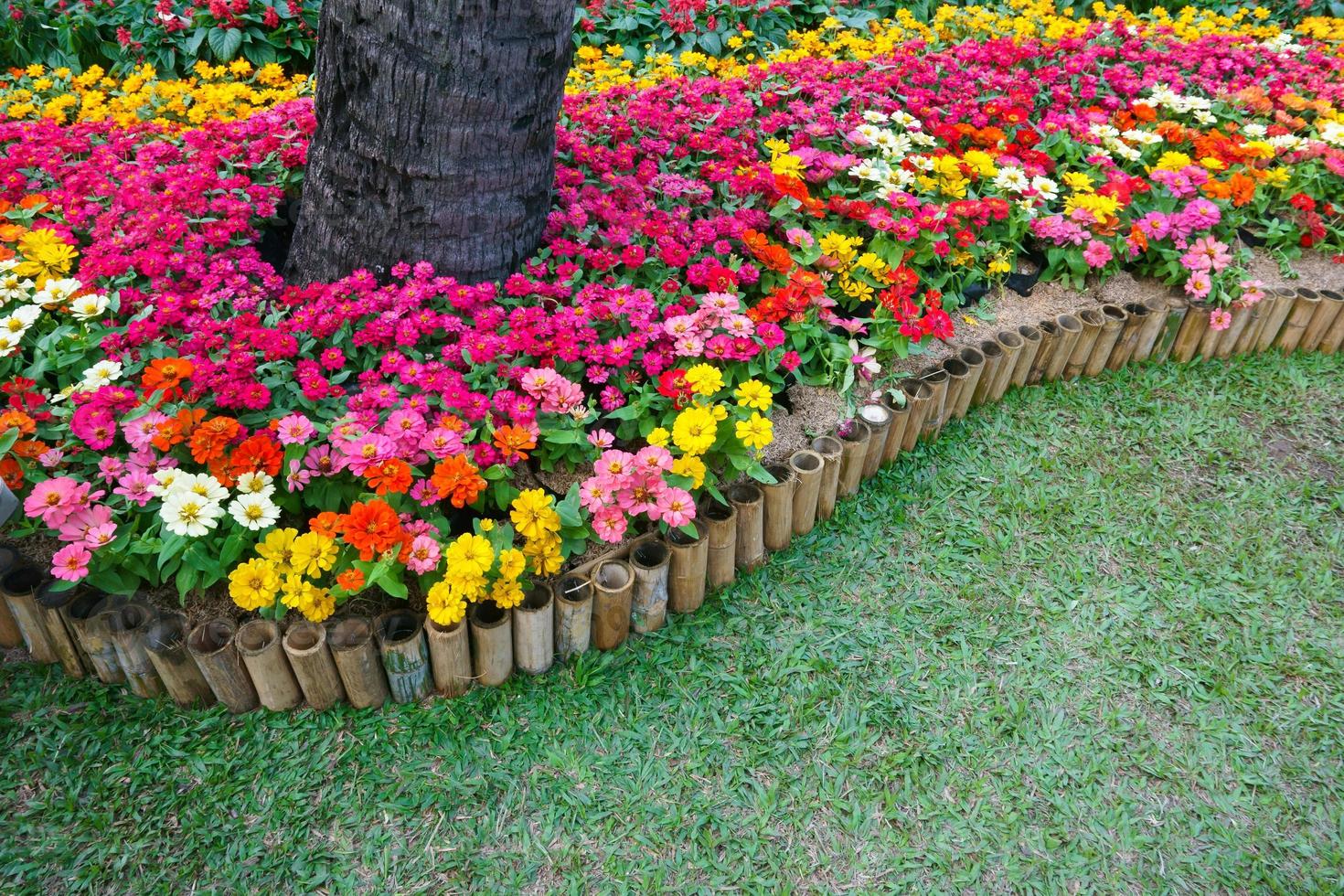 Colourful Zinnia flowers at the garden.Beautiful Floral Background photo
