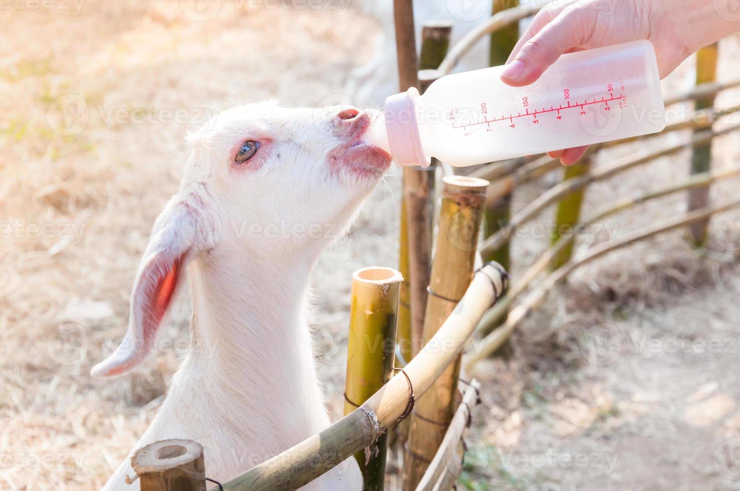 feeding baby goat with milk bottle at farm,Feed the hungry goat with milk photo