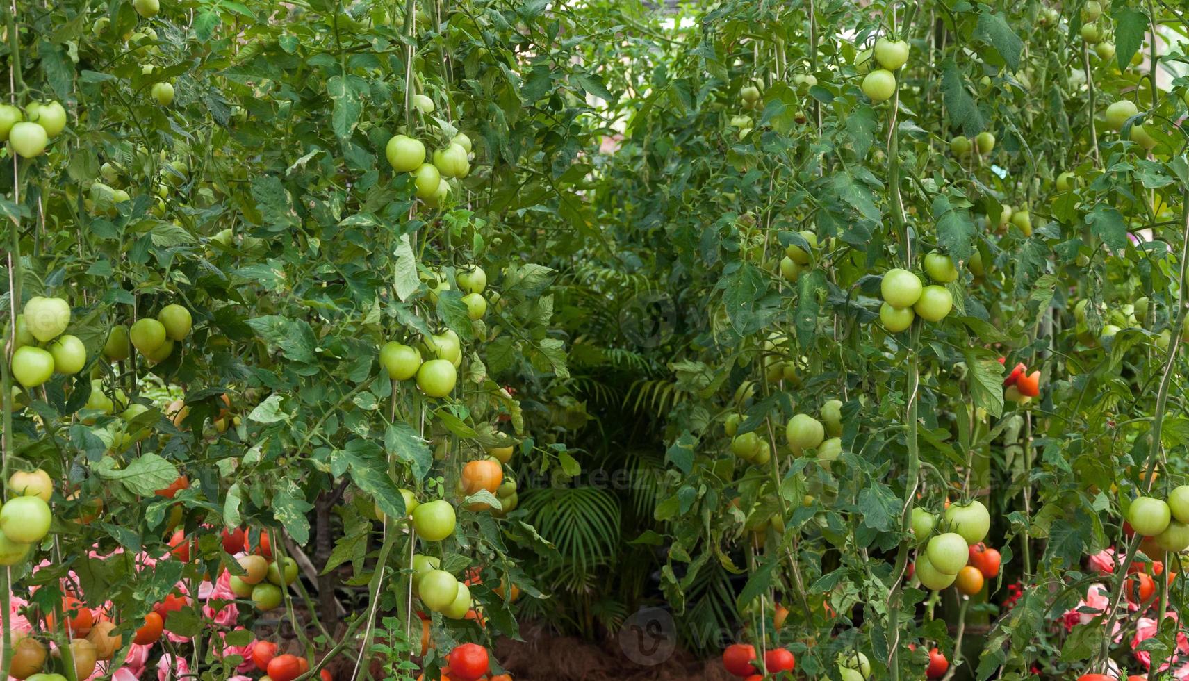 tomates cherry frescos en el jardín, enfoque selectivo de tomates vegetales foto