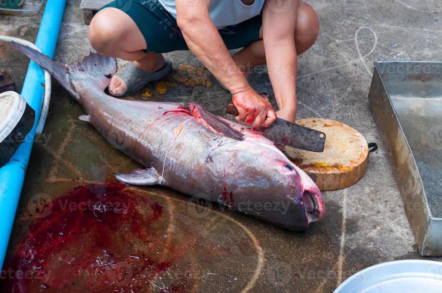 pescador para limpiar diseccionó un tiburón iridiscente de pescado grande recién hecho, bagre rayado, bagre sutchi con un cuchillo foto