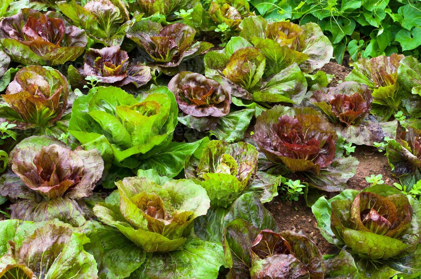 hileras de plantaciones de lechuga fresca y vegetales de agricultura familiar en el campo en tailandia foto