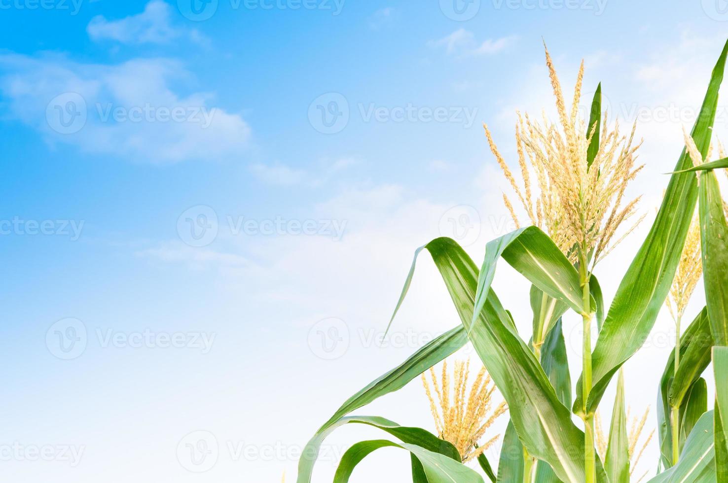 Corn field in clear day, corn tree with blue cloudy Sky photo