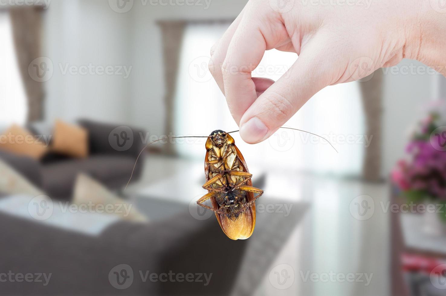 mano de mujer sosteniendo una cucaracha en la habitación en el fondo de la casa, eliminar la cucaracha en la casa de la habitación foto