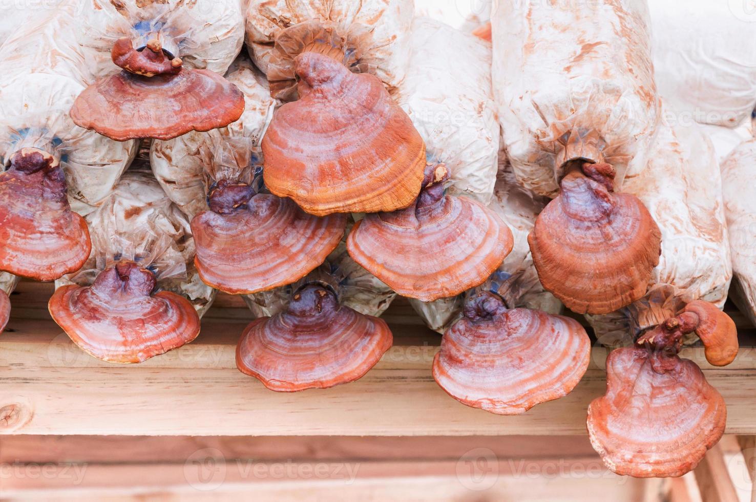 Lingzhi mushroom, Ganoderma lucidum in nursery bag.The cultivation of Oyster Mushroom in organic farm photo