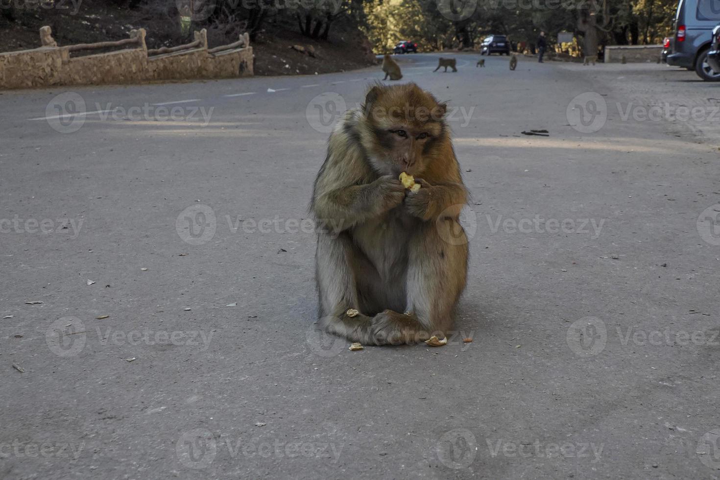 Monkey Barbary macaque, Ifrane national park, Morocco. photo