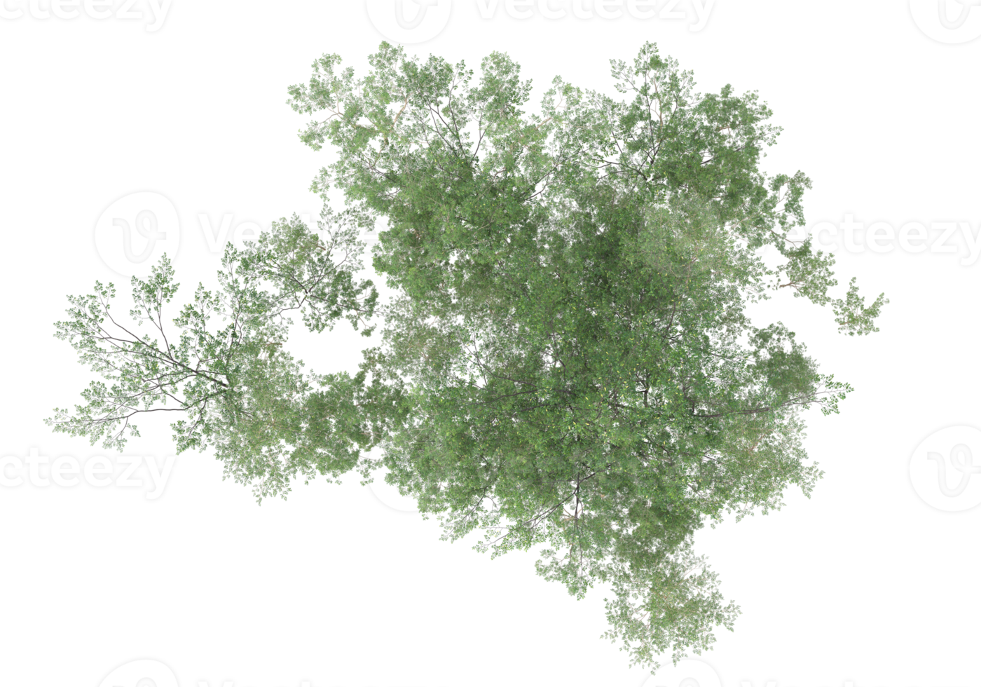 Realistic foliage isolated on transparent background. 3d rendering - illustration png