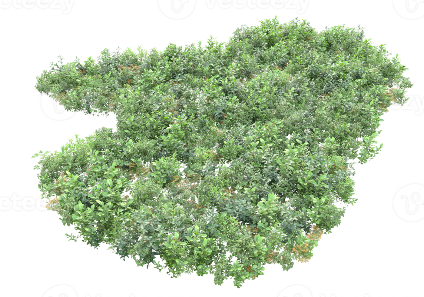 Realistic foliage isolated on transparent background. 3d rendering - illustration png