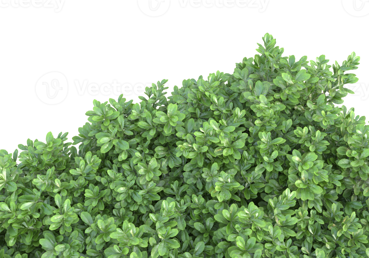 Realistic foliage isolated on transparent background. 3d rendering - illustration png