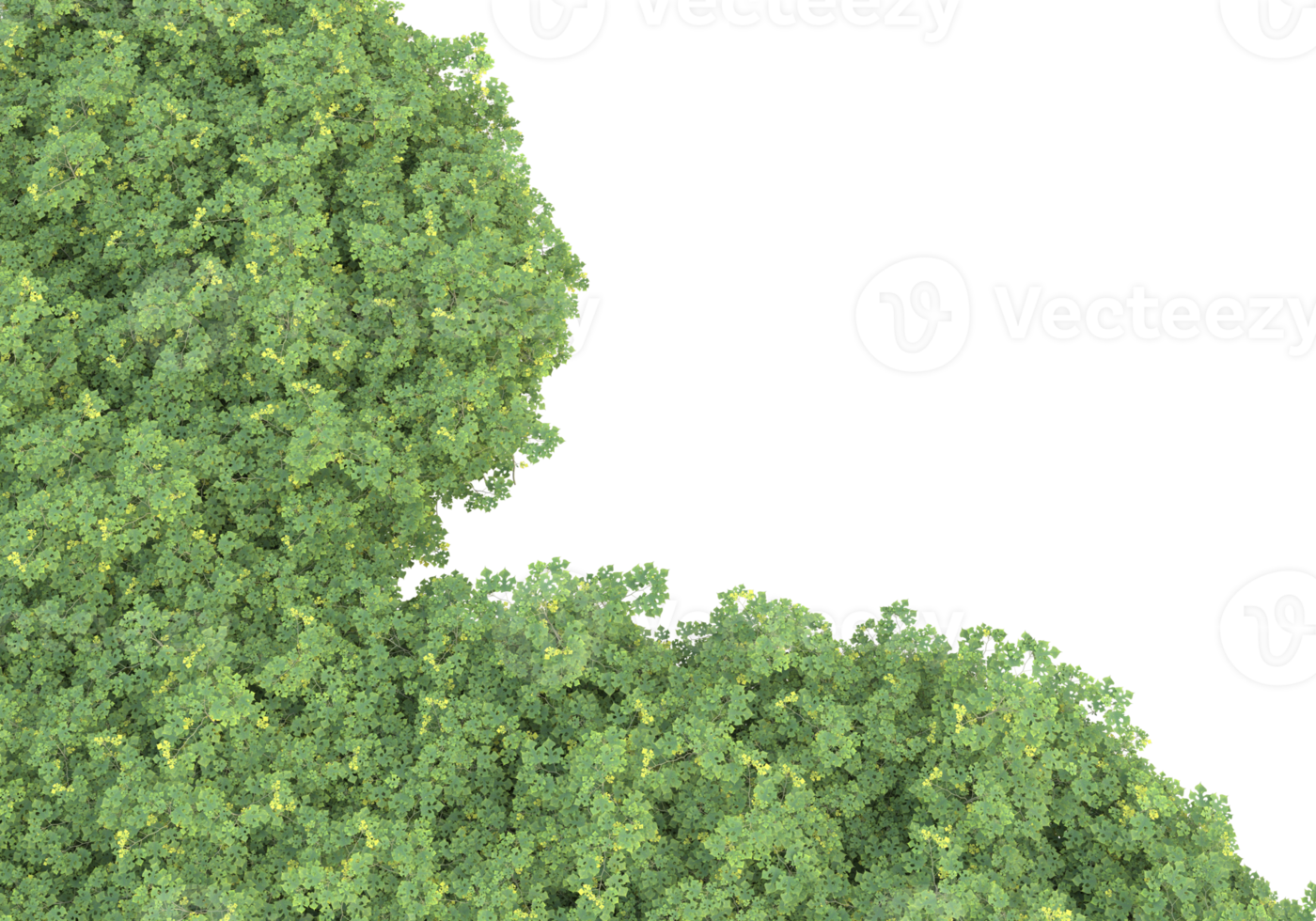 Realistic foliage isolated on transparent background. 3d rendering - illustration png