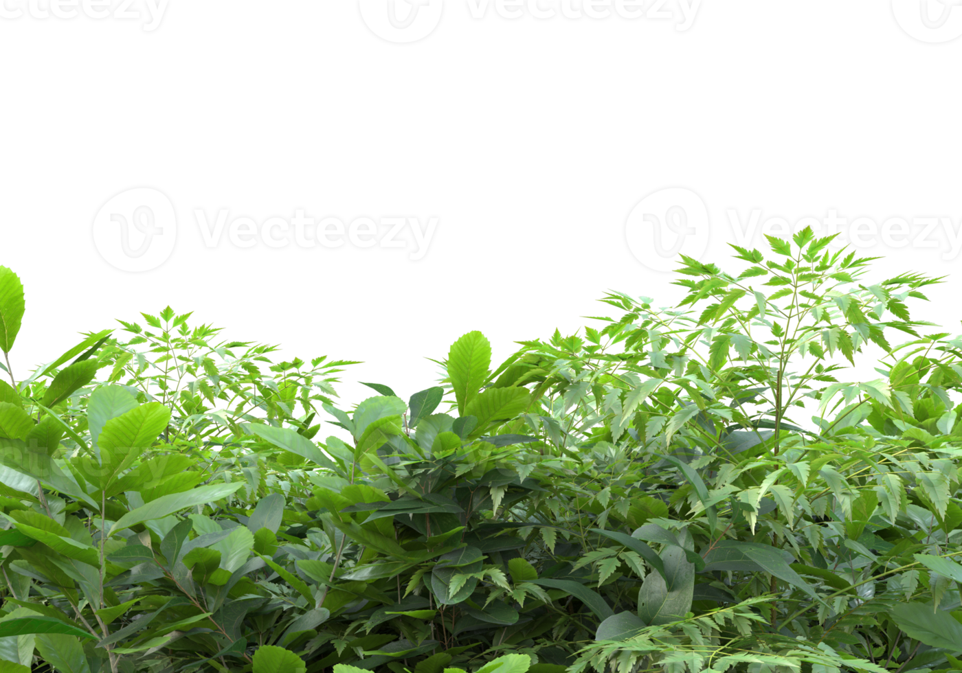 Realistic foliage isolated on transparent background. 3d rendering - illustration png