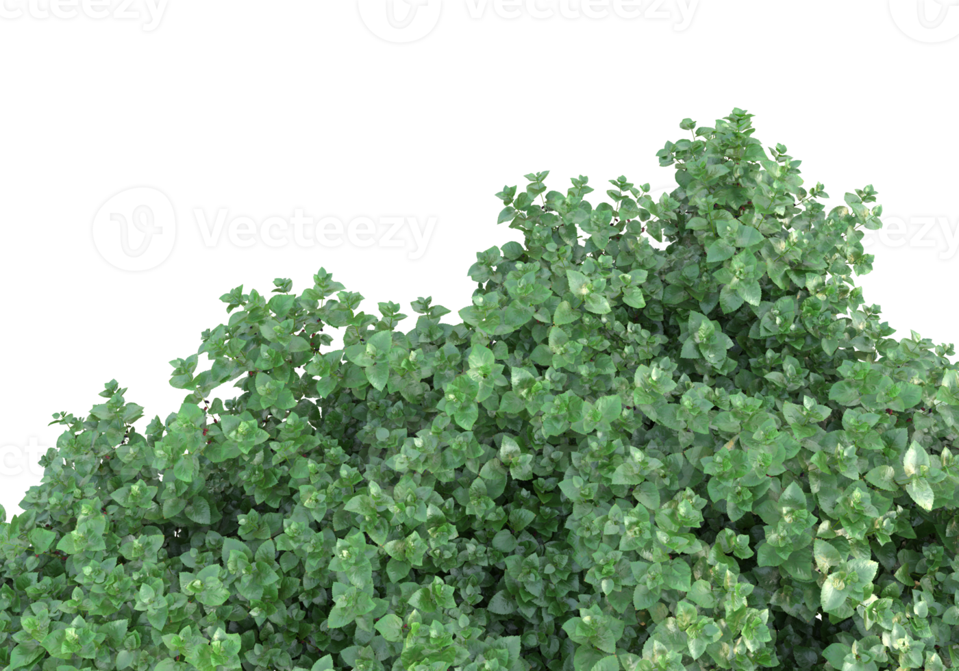 Realistic foliage isolated on transparent background. 3d rendering - illustration png