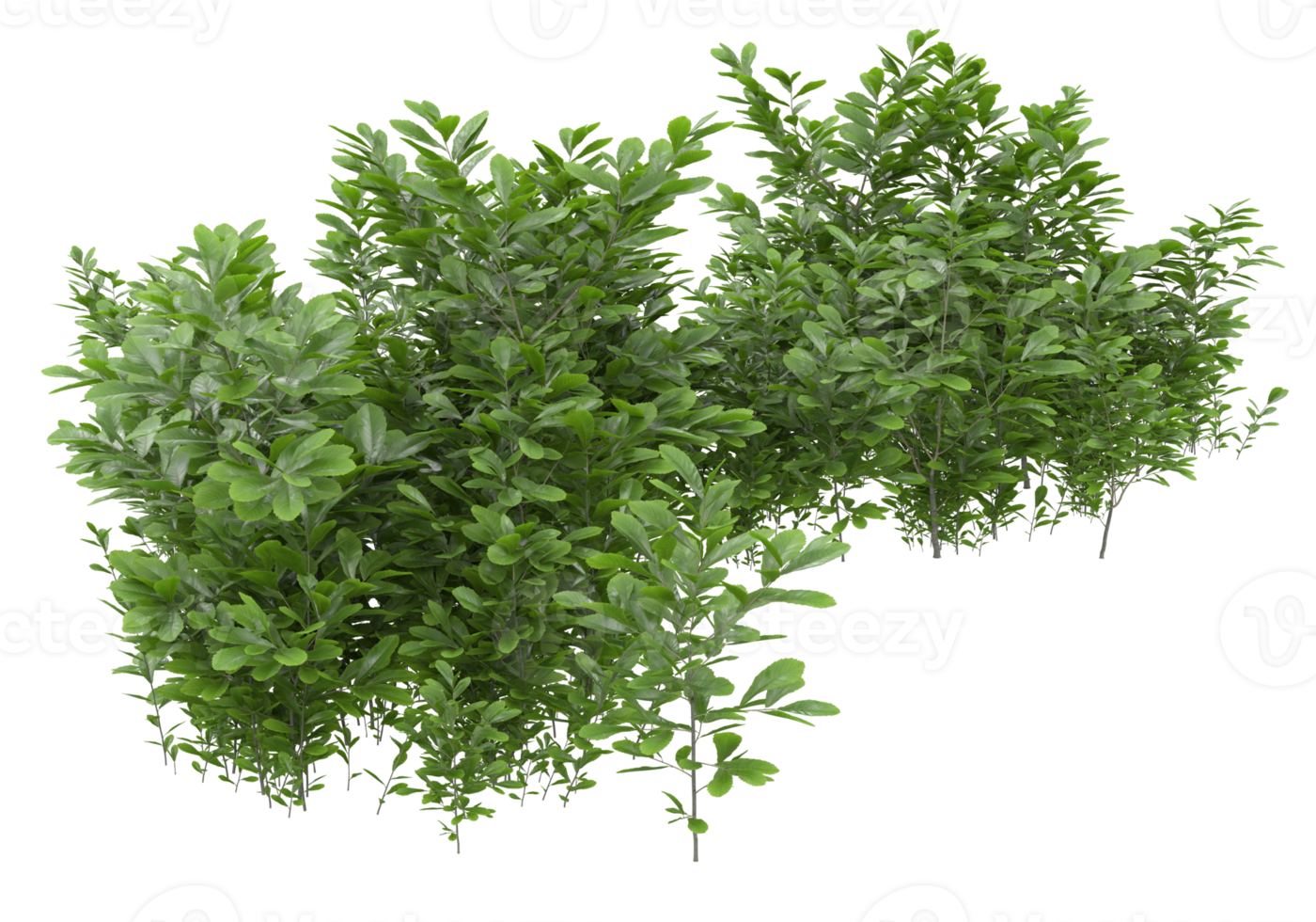 Realistic foliage isolated on transparent background. 3d rendering - illustration png