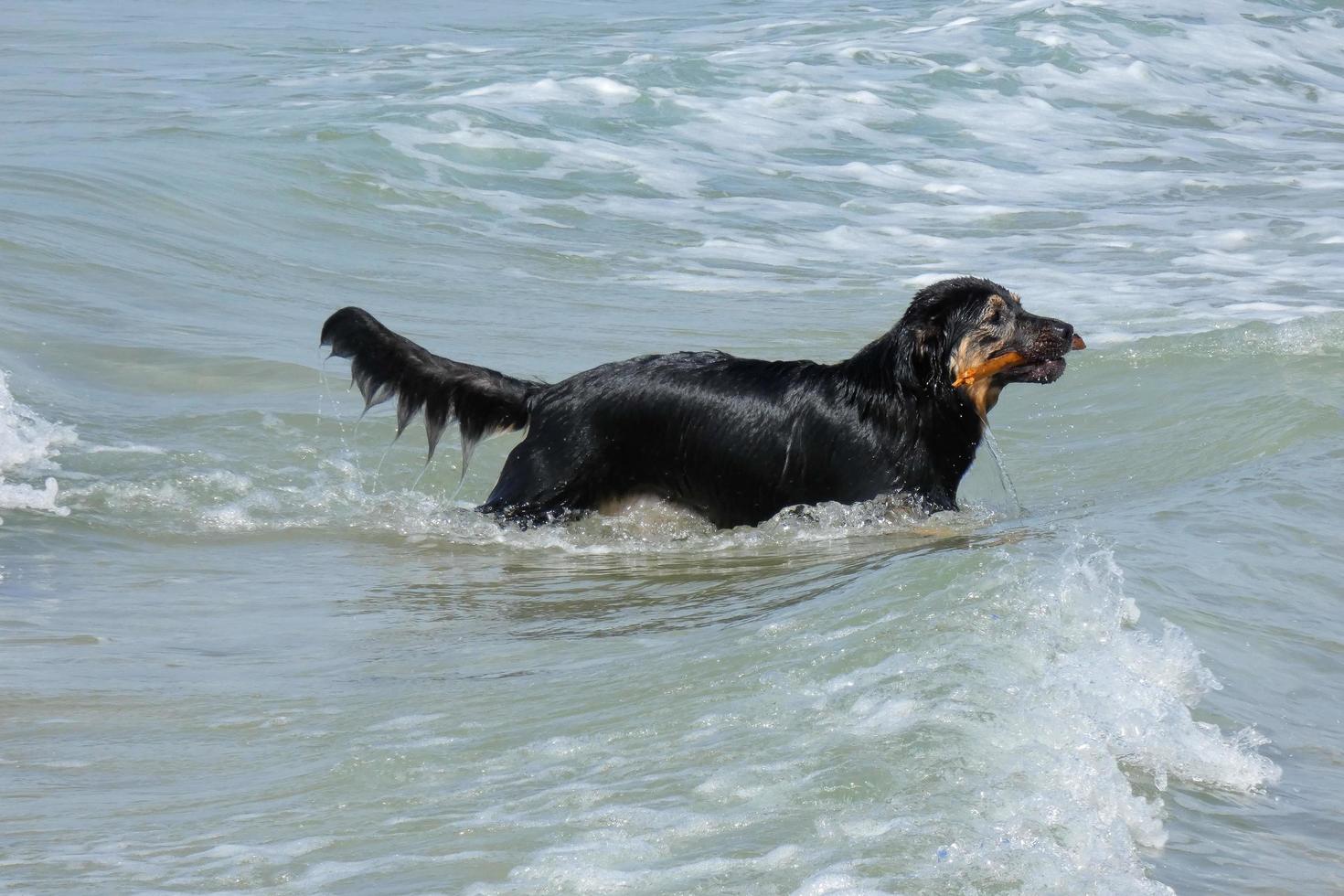 black-haired dog playing in the sea water in summertime photo