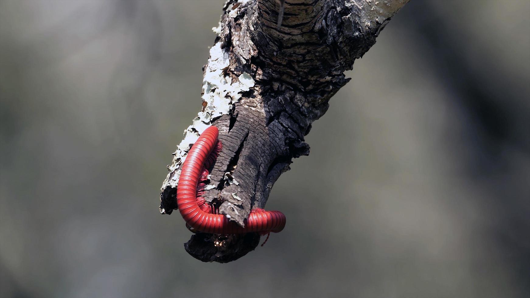 misterioso mundo animal foto