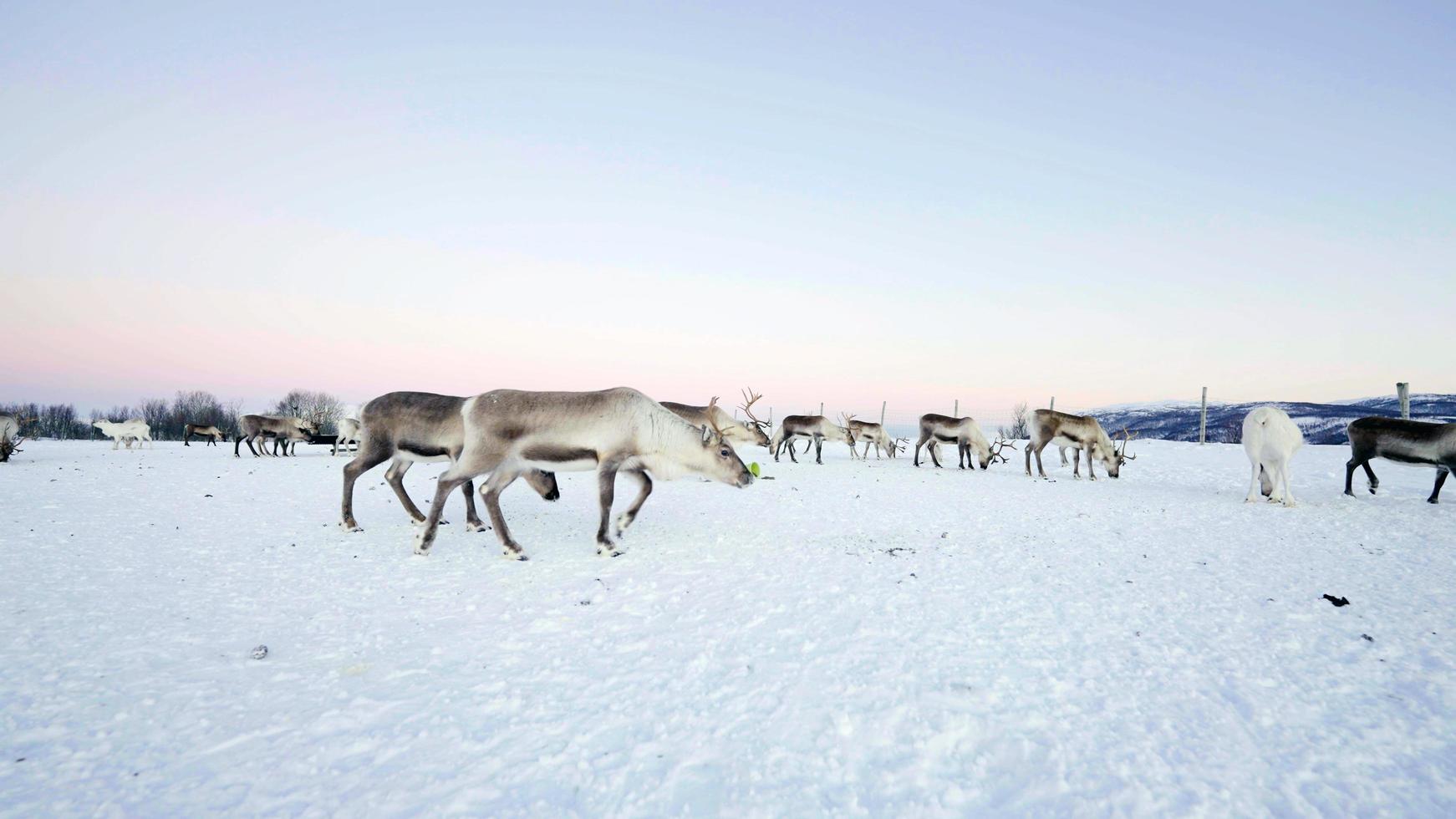 mysterious animal world photo