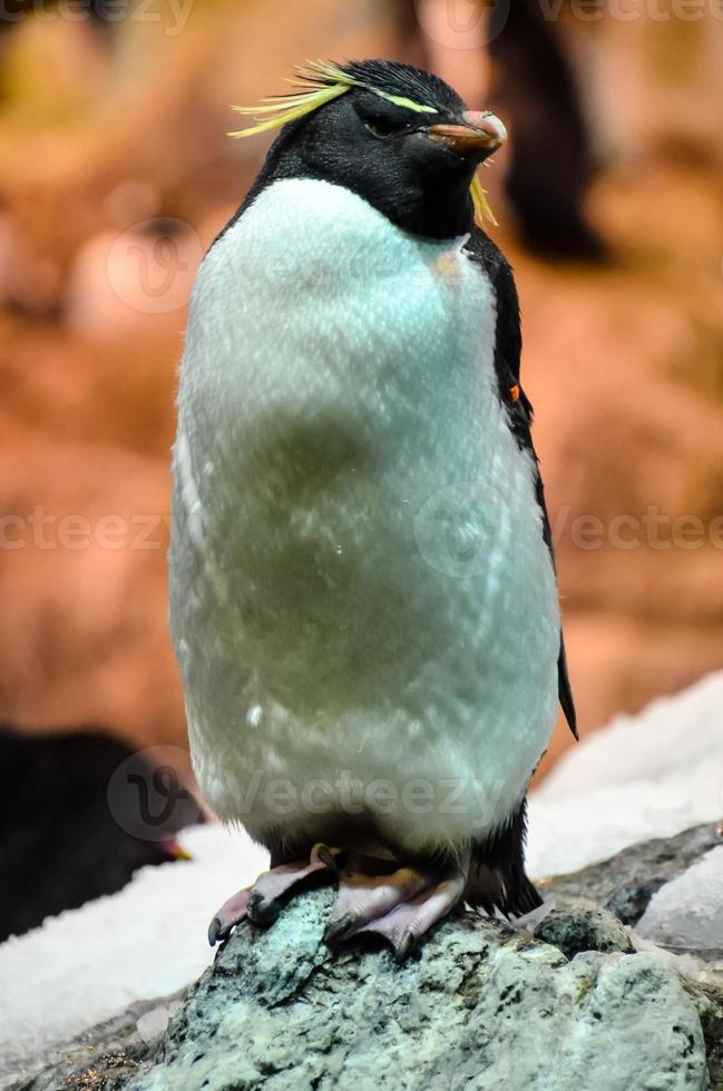 Penguin animal close-up photo