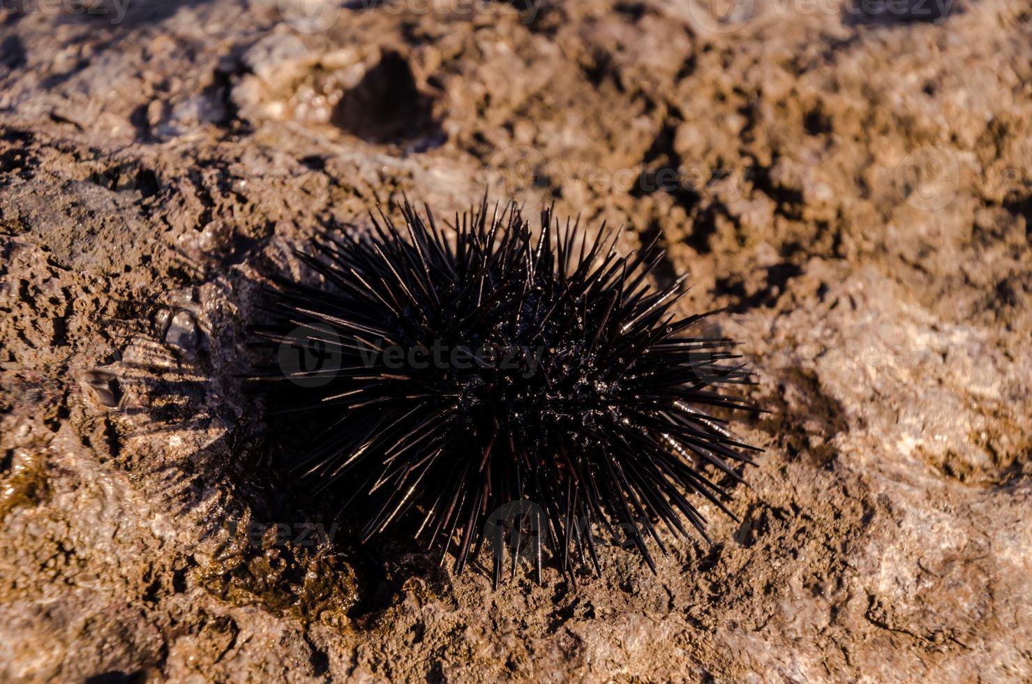 Sea urchin close-up photo