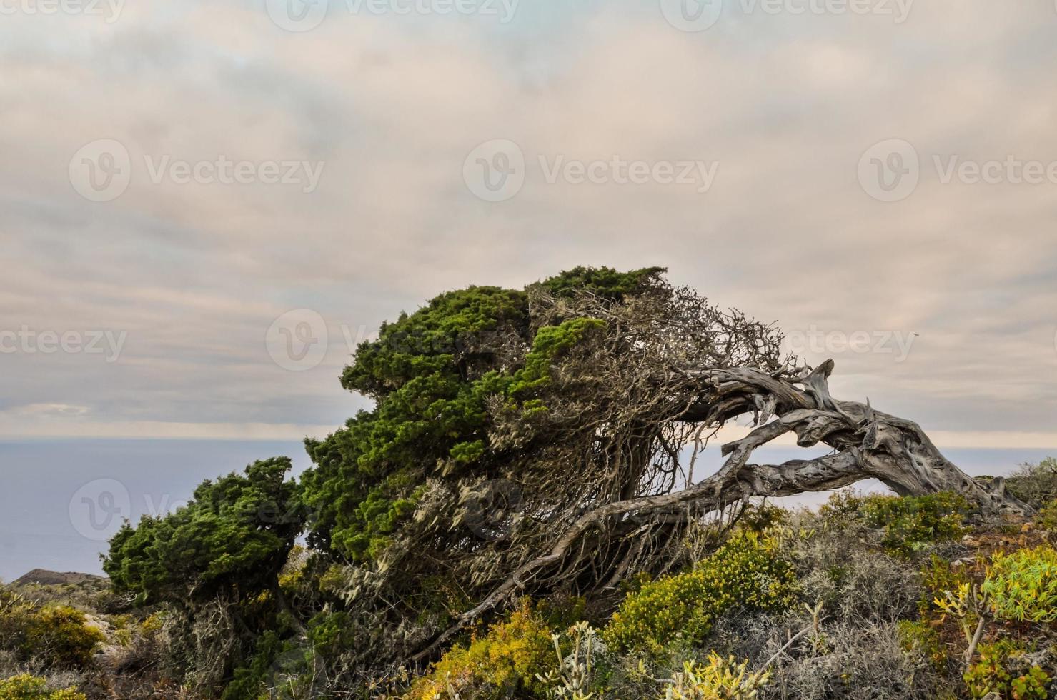 Dead tree on the cliff photo