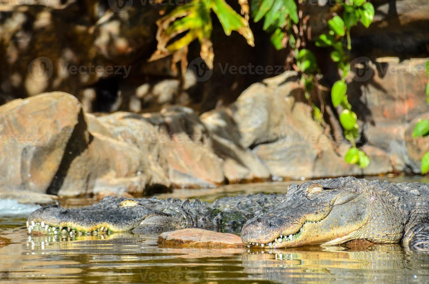 Crocodiles reptiles close-up photo