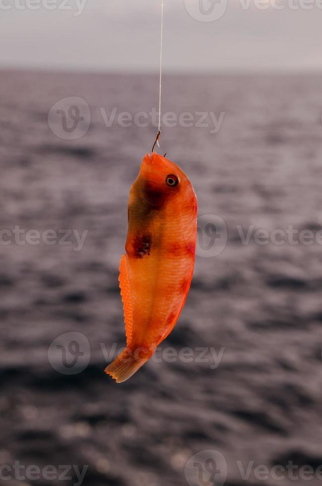 Small fish caught on the hook photo