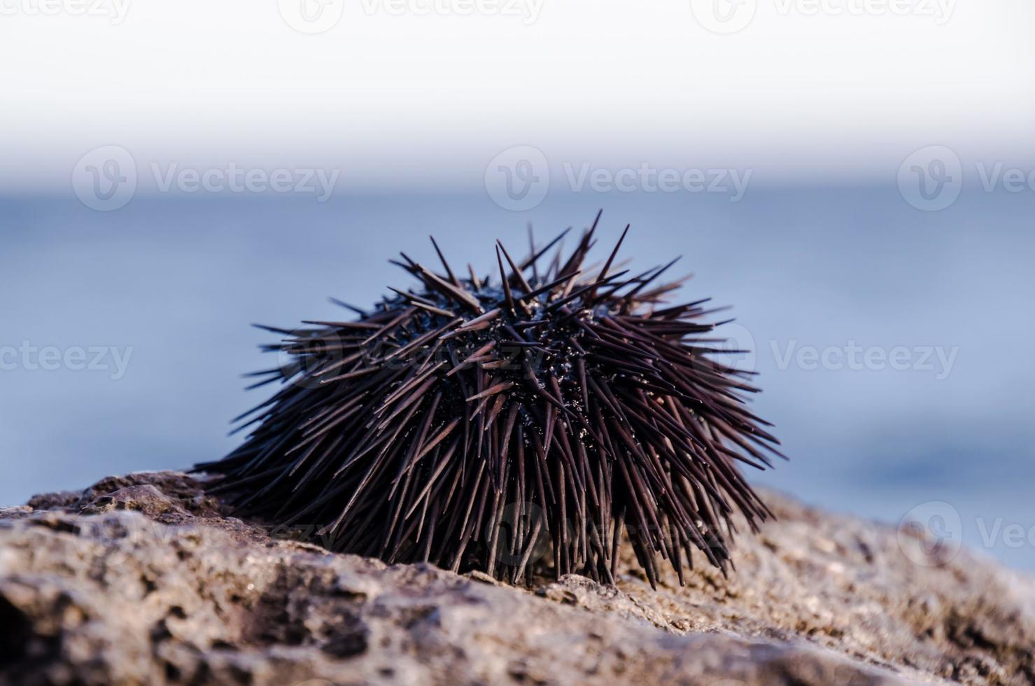 Sea urchin close-up photo