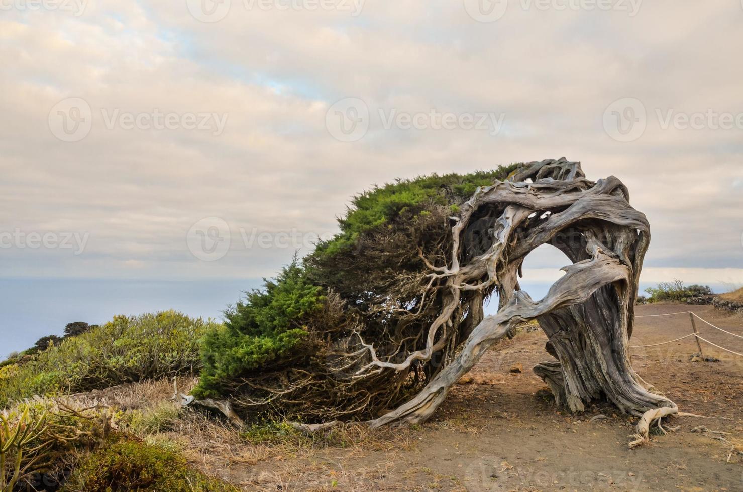 Fallen tree by the cliff photo