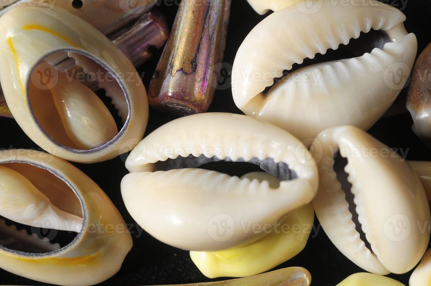 Sea Shells close-up photo
