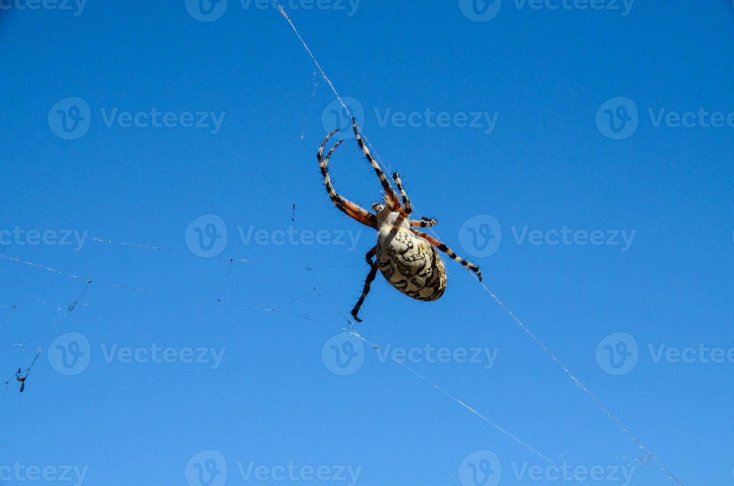 Spider in the web photo