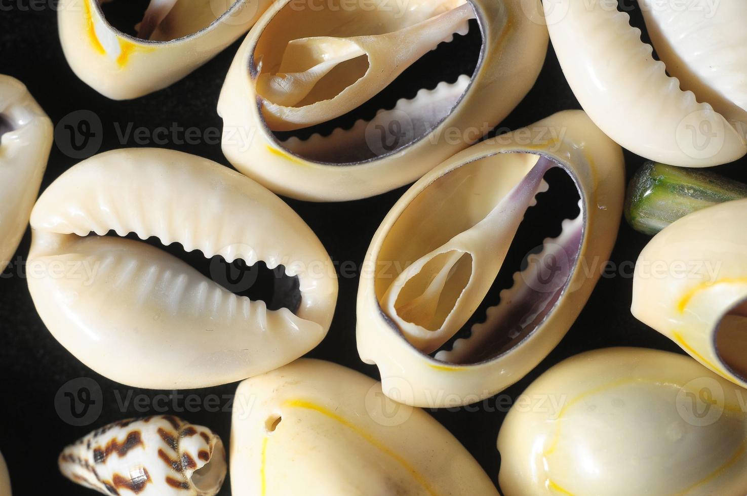 Sea Shells close-up photo