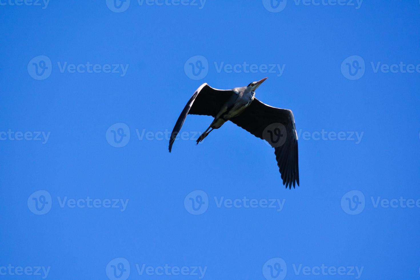 Bird flying under blue sky photo