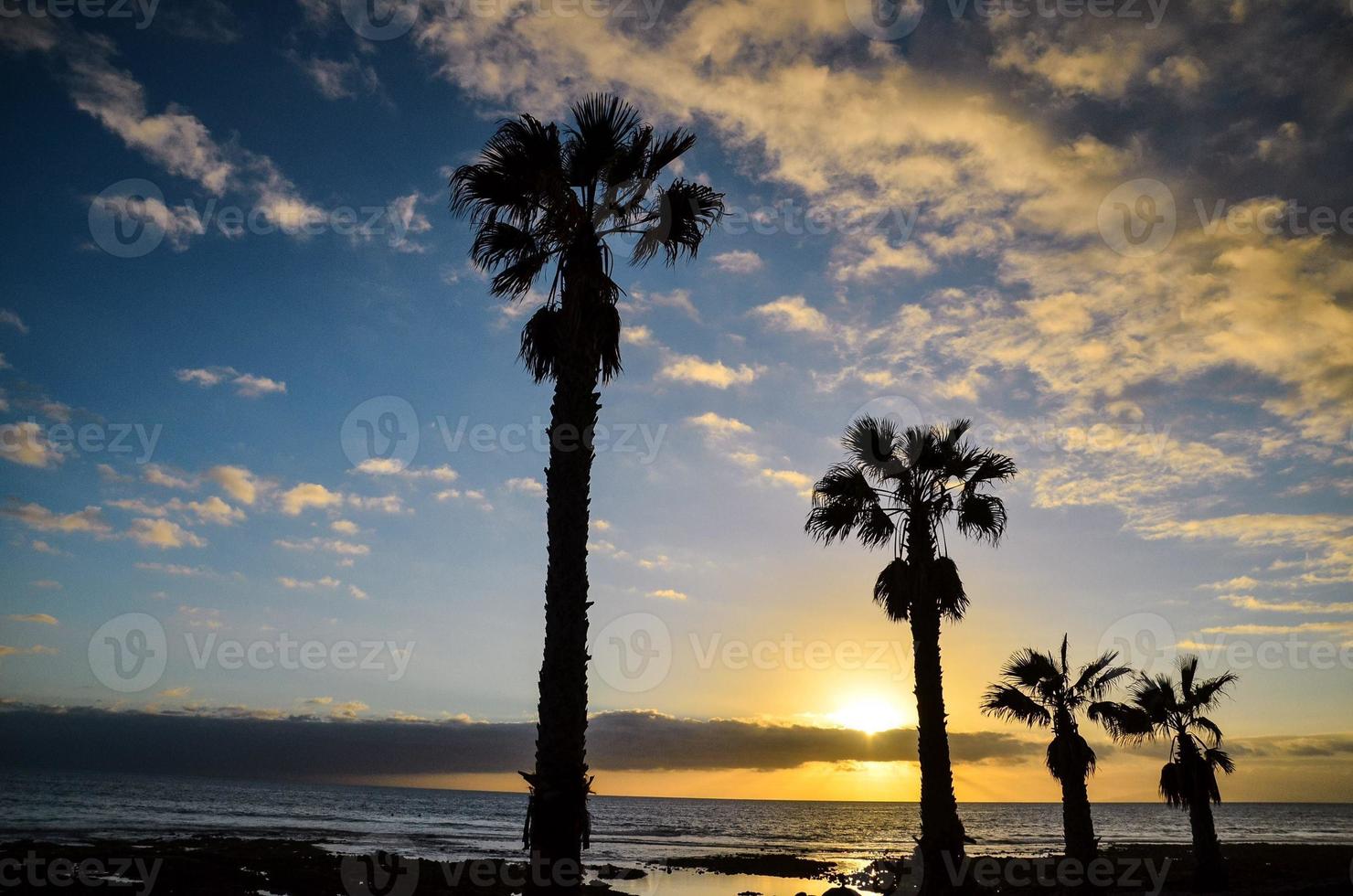 Palm trees at sunset photo