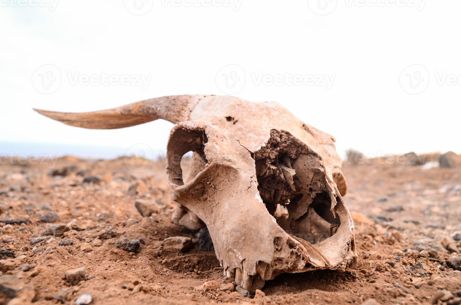 Ram skull close-up photo