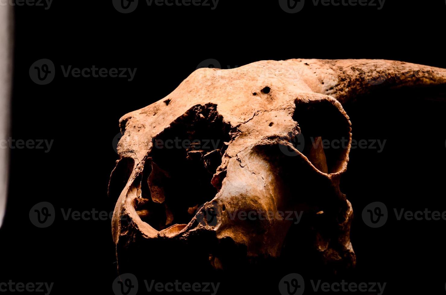 Ram skull on black background photo