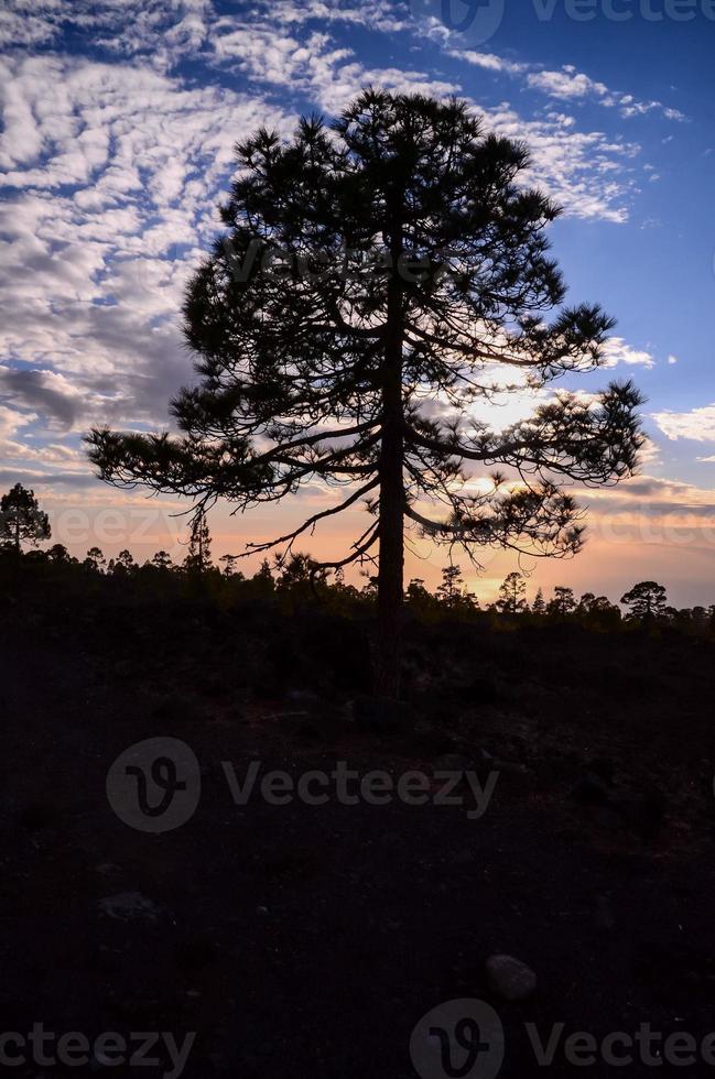 Nature view with tree photo